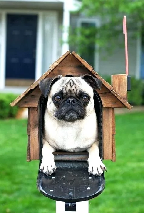 dog-mailbox-mailbox-costume-dog-mailbox-designs.jpg