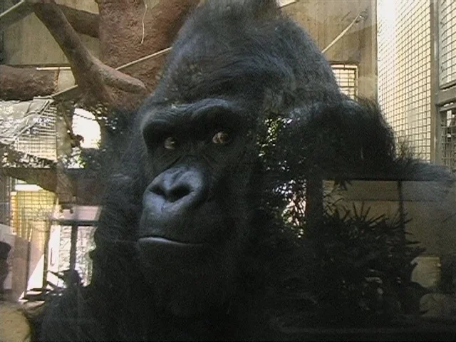 Mopy, the gorilla at the Washington National Zoo, staring out at the entrance to the ape house across from him, as depicted in the construction shown at right. Installation video stills below