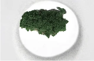 green island website jpg.jpg