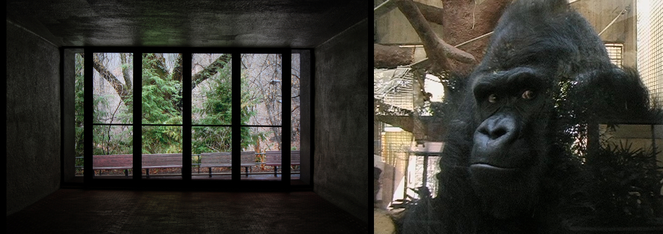 "Mopy and the ape house entrance", 2005. On left: mixed media, lightbox,transparency 60x60x100cm. On right: video still, 3 minute loop. Please see "Mopy and the ape house entrance" in Art Work section