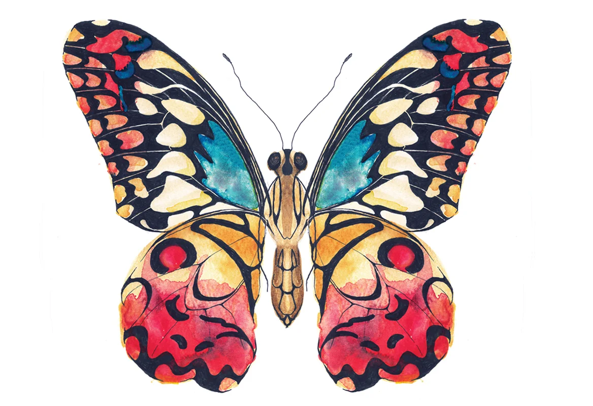 Colourful butterfly art