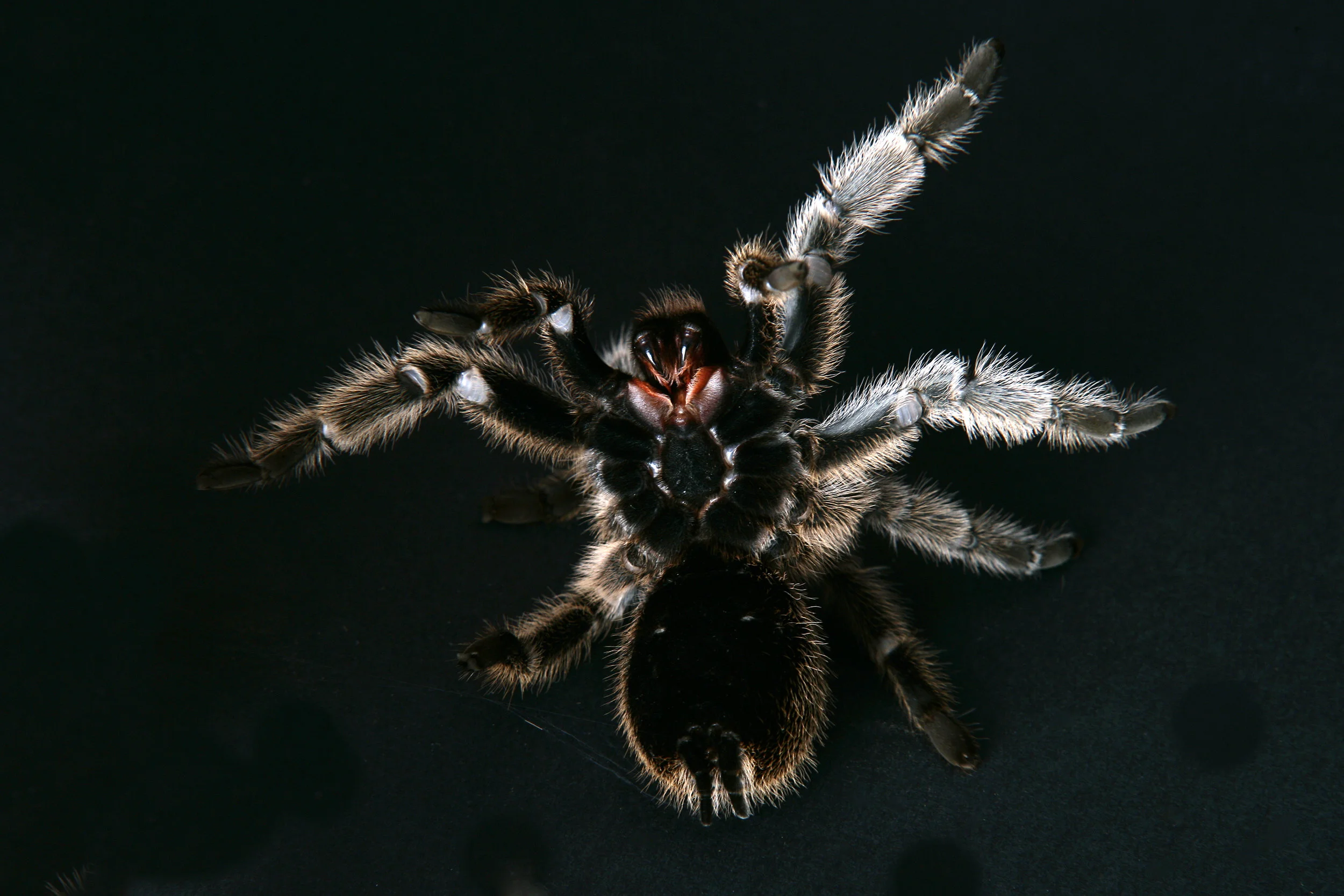 Tarantula - Unfortunate animals © Tim Kavanagh