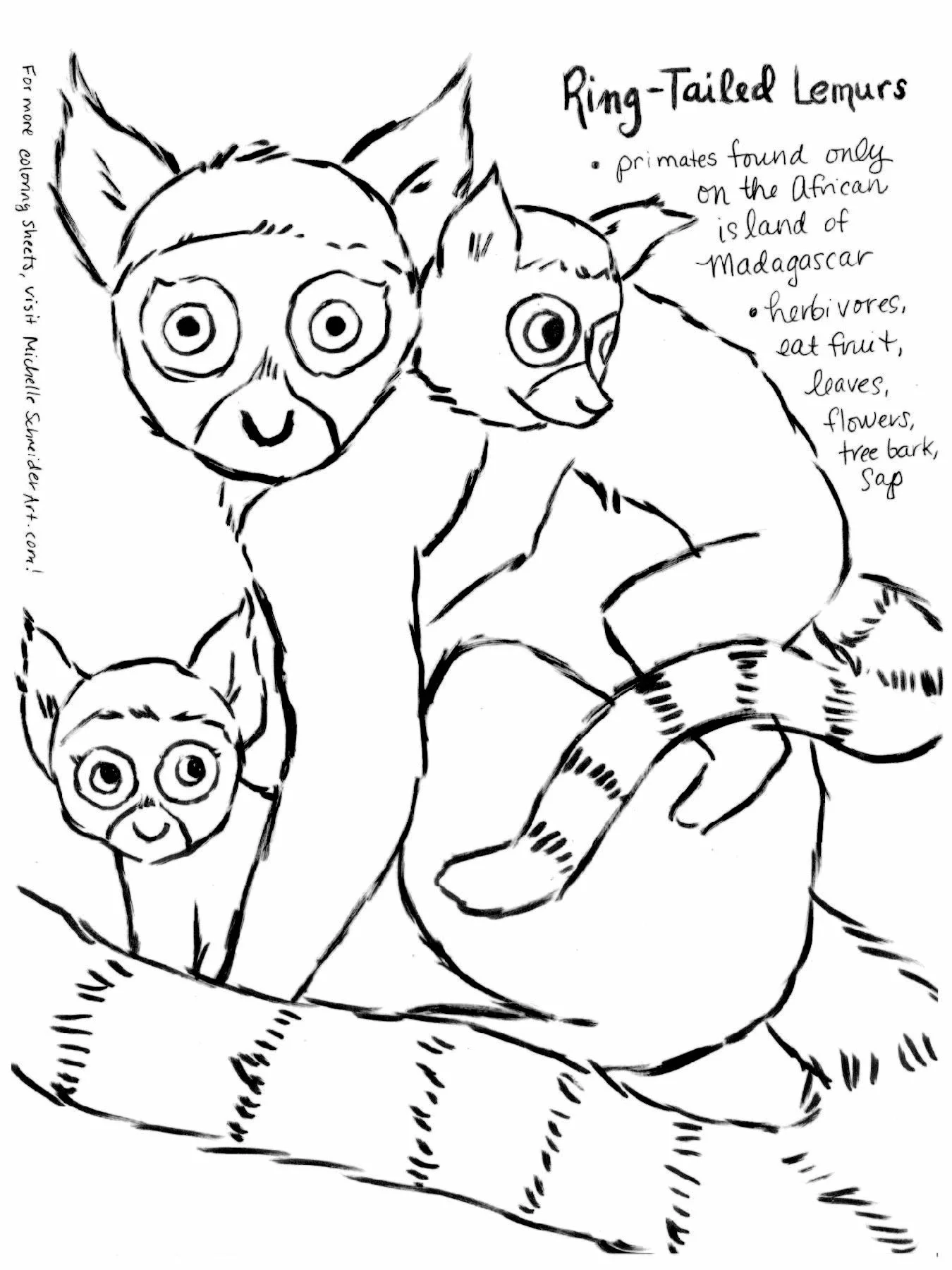 Ringtail Lemur Coloring Sheet-01.jpg