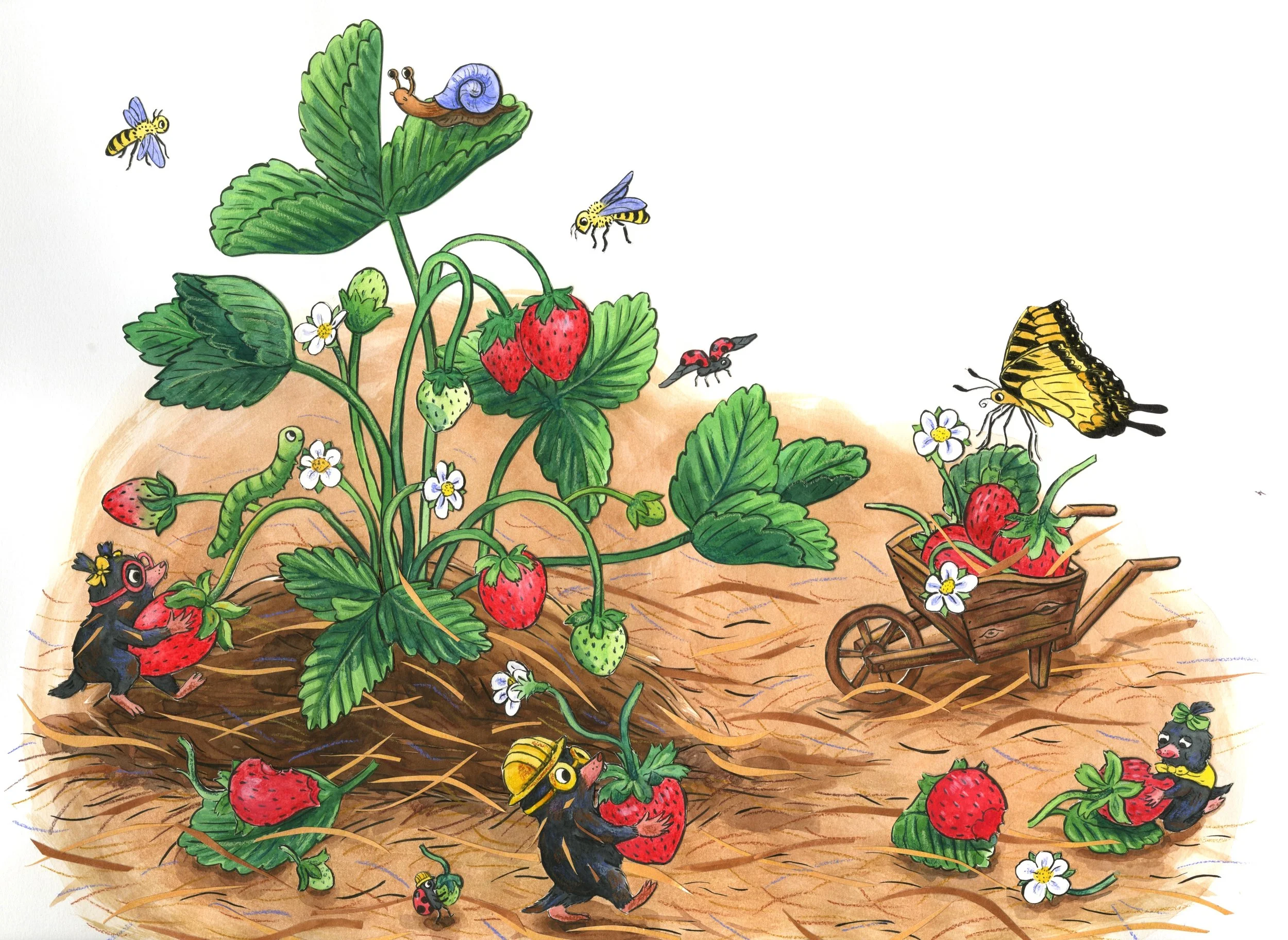 Mole picking strawberries.jpeg