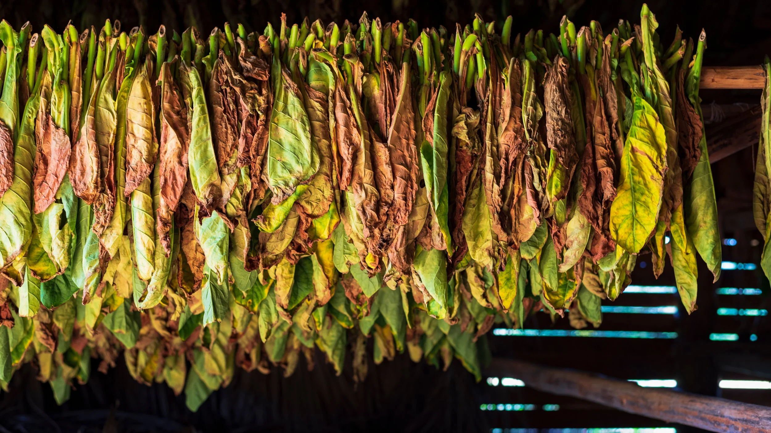 Tobacco