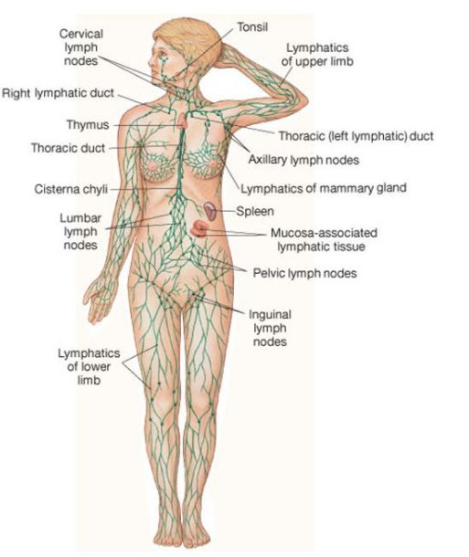 lymph.png
