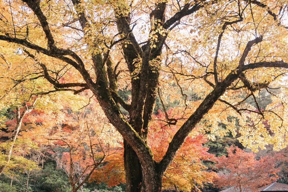 Charmaine Wu Photography Travel Photography Hiroshima Miyajima Japan Singapore
