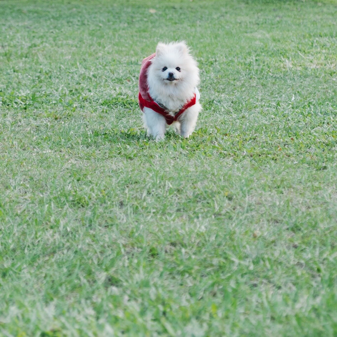 Recently, somebody asked me what I photograph for leisure. &quot;Anything and everything,&quot; I said. I enjoy photography for what it is, and it will always be a hobby before it's a business. 😊

Here's a very ordinary day of some cute dogs at the 