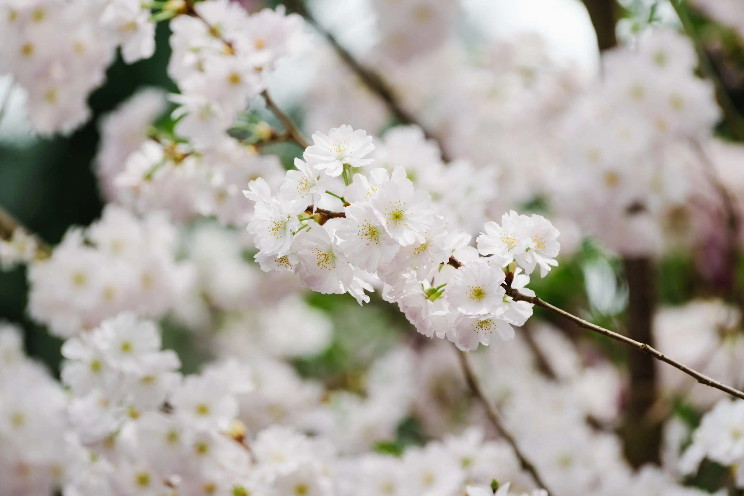 Cherry blossoms in Singapore