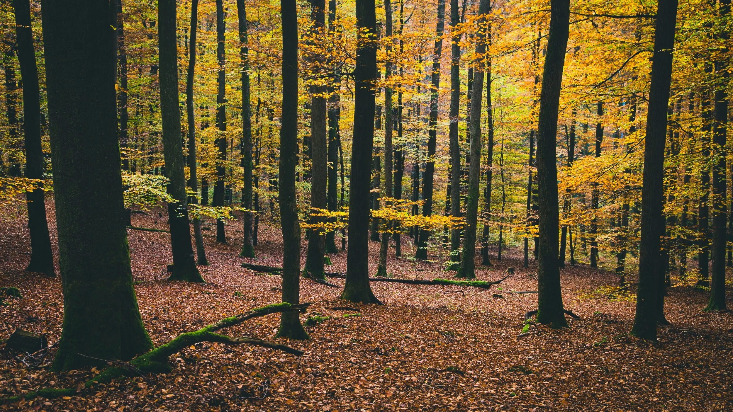 forest.jpg