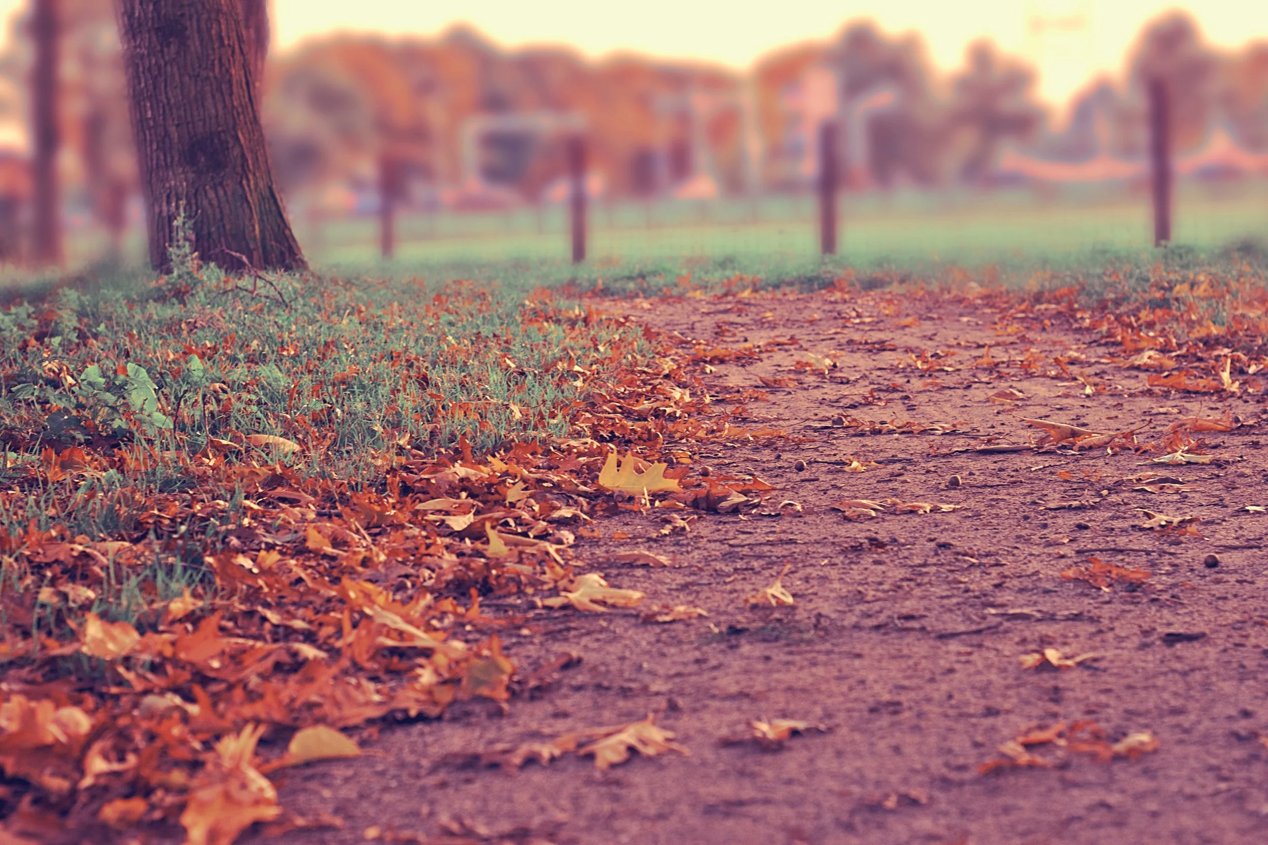 fall.jpg