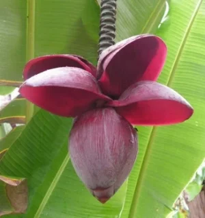 CORAÇÀO DE BANANEIRA.jpg
