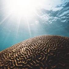 BRAIN GAINS