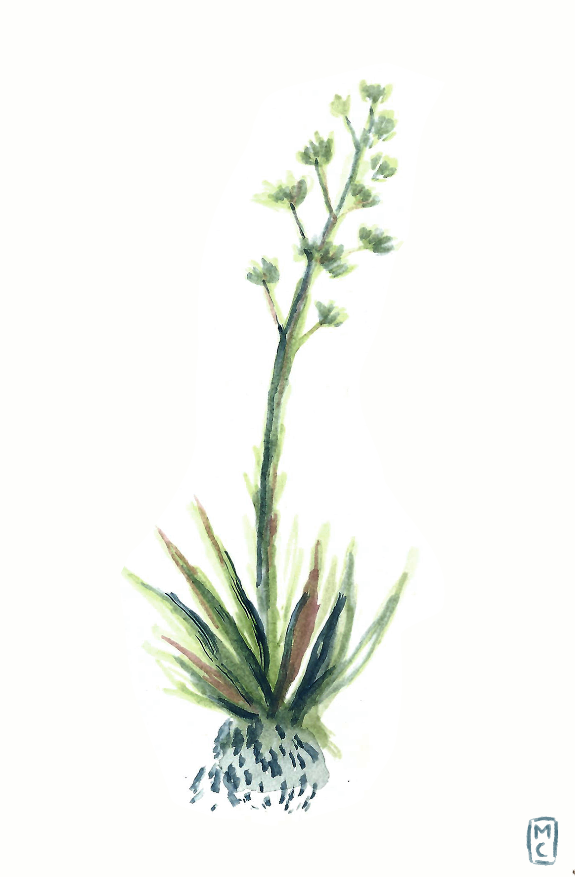 maguey.png
