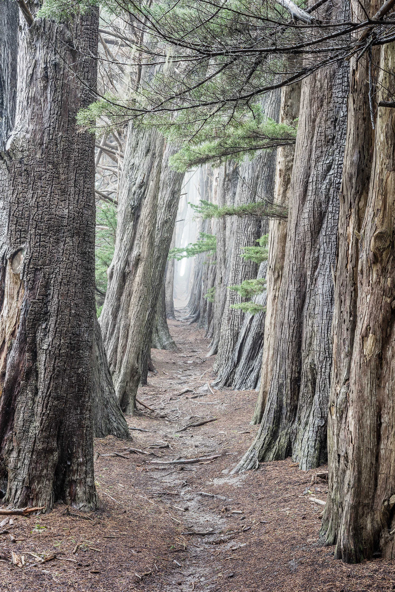 Cypress Hedge Row Study 2 - Sea Ranch (4007)