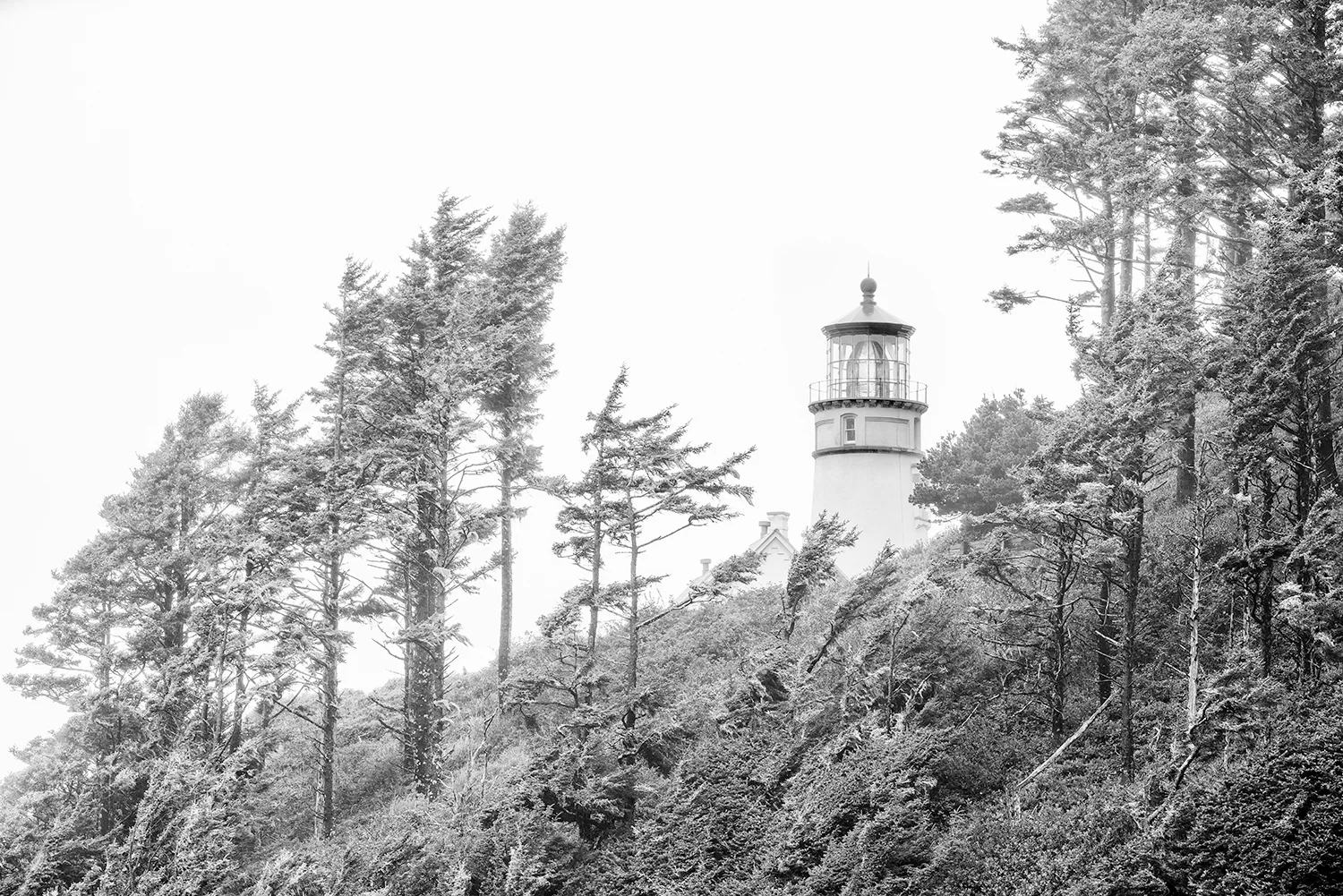 Heceta Head Lighthouse (4414)