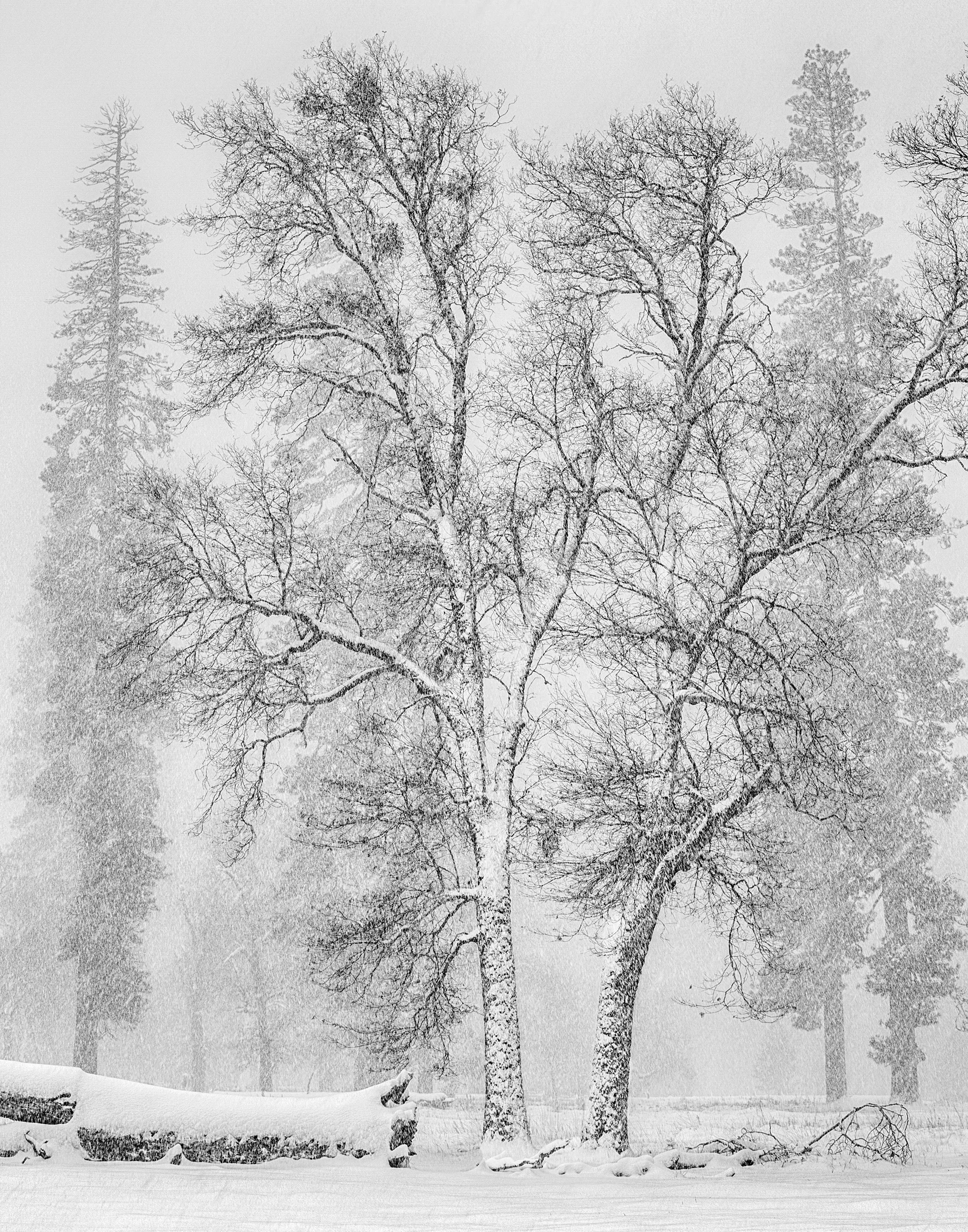 El Capitan Meadow Oaks in Snow (1823-28)