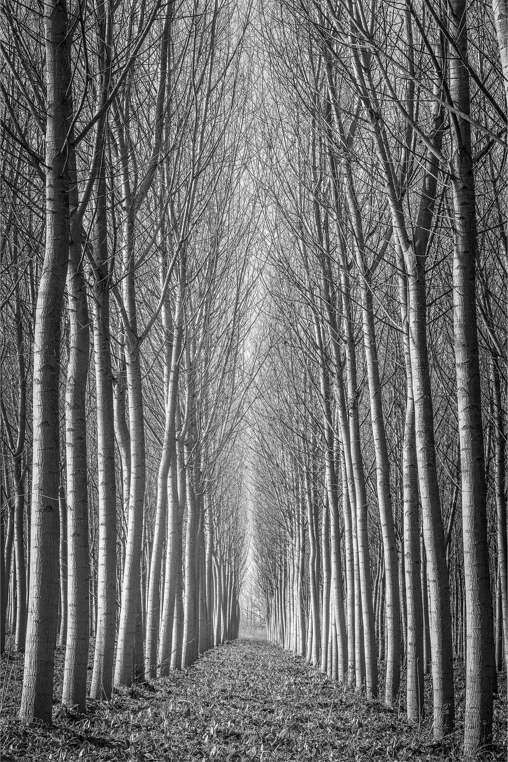 2655 Emilia Romagna Tree Study 1 web.jpg
