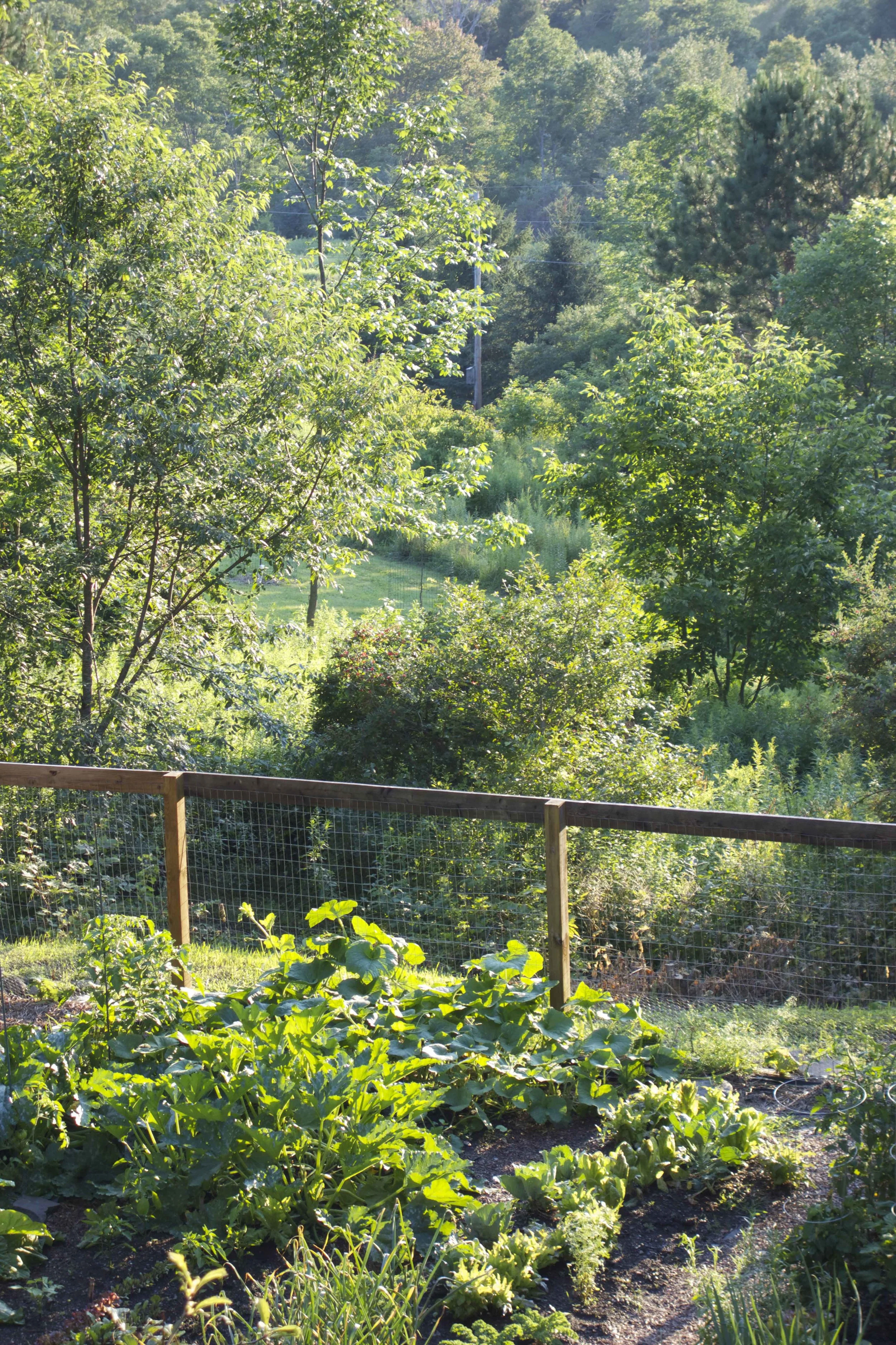 gardentelephoto.jpg