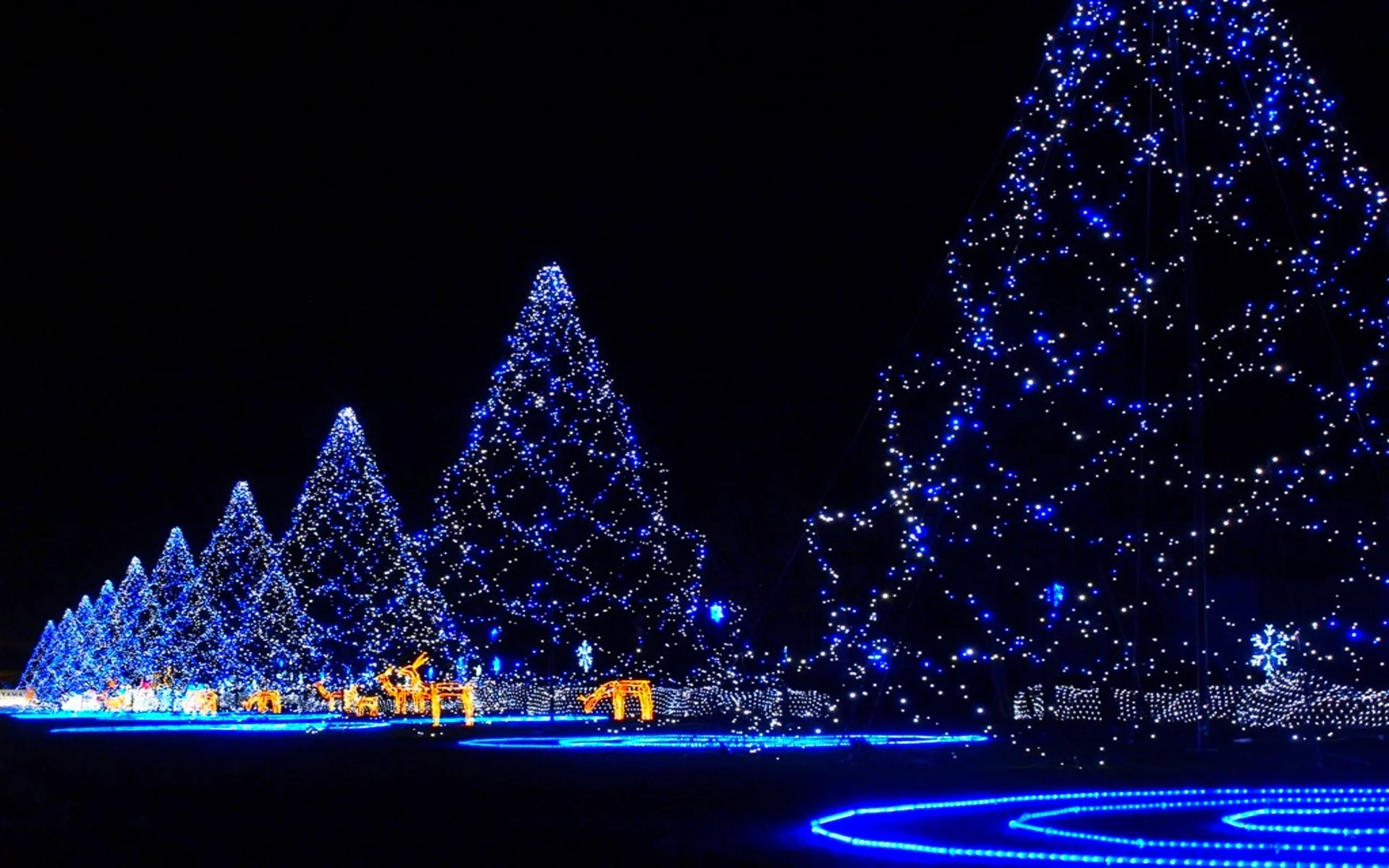 christmas-lights.jpg