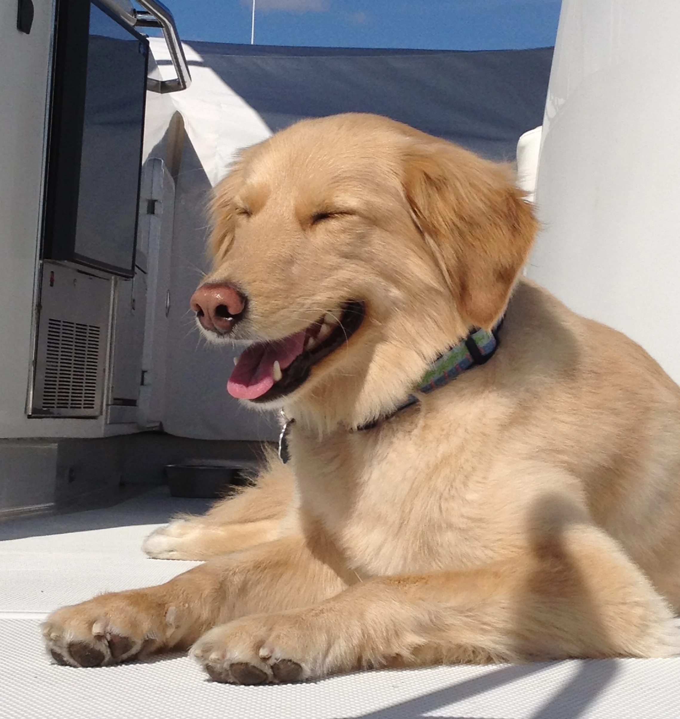 Annie seen here baking in the sun on Spitfire's flybridge.