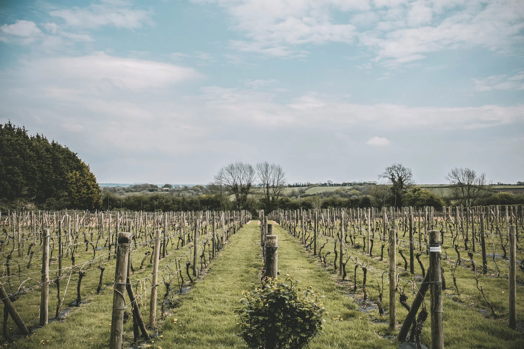 Vineyard Wedding Photography-13.jpg