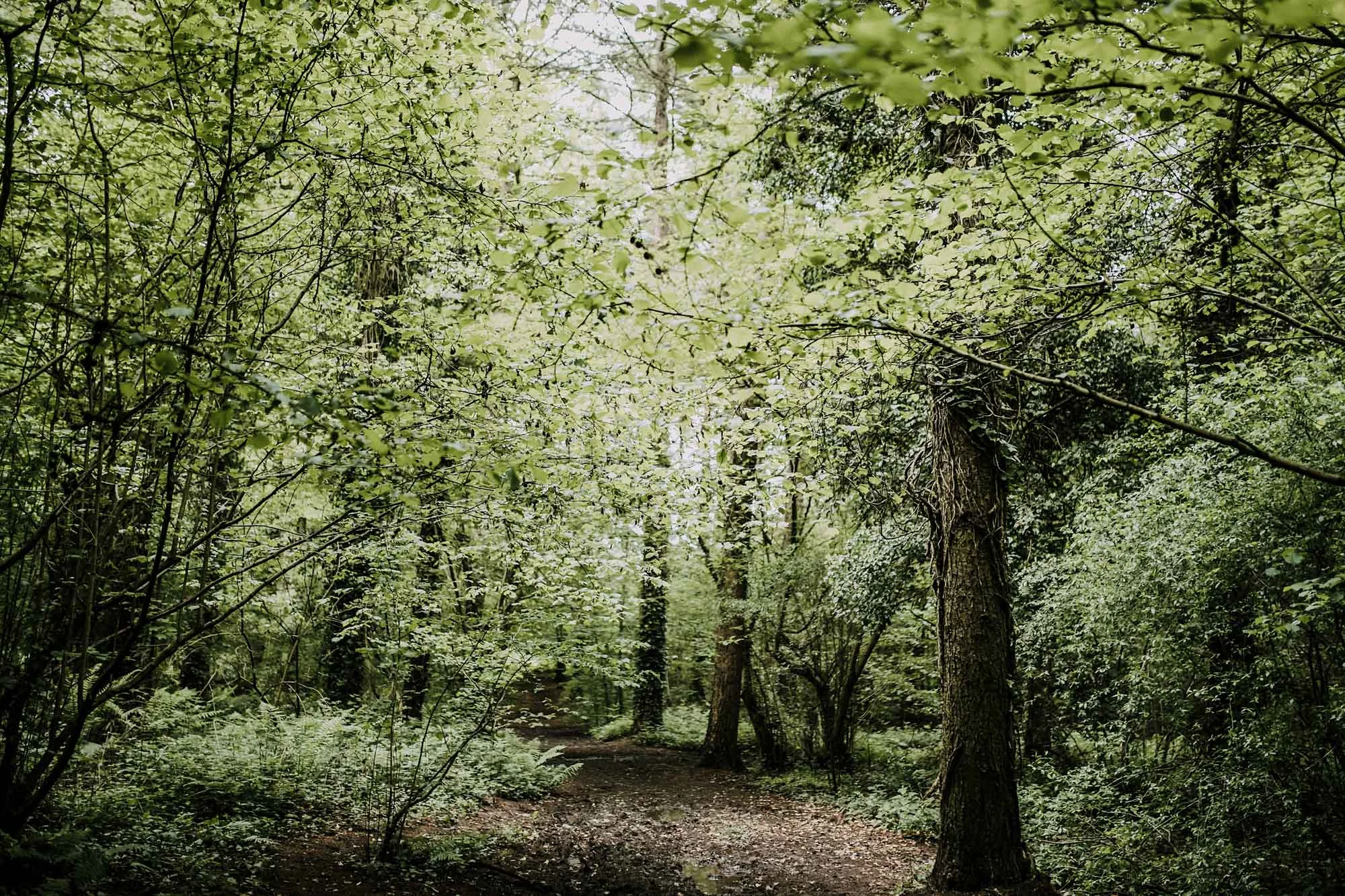 bluebell woods-154.jpg