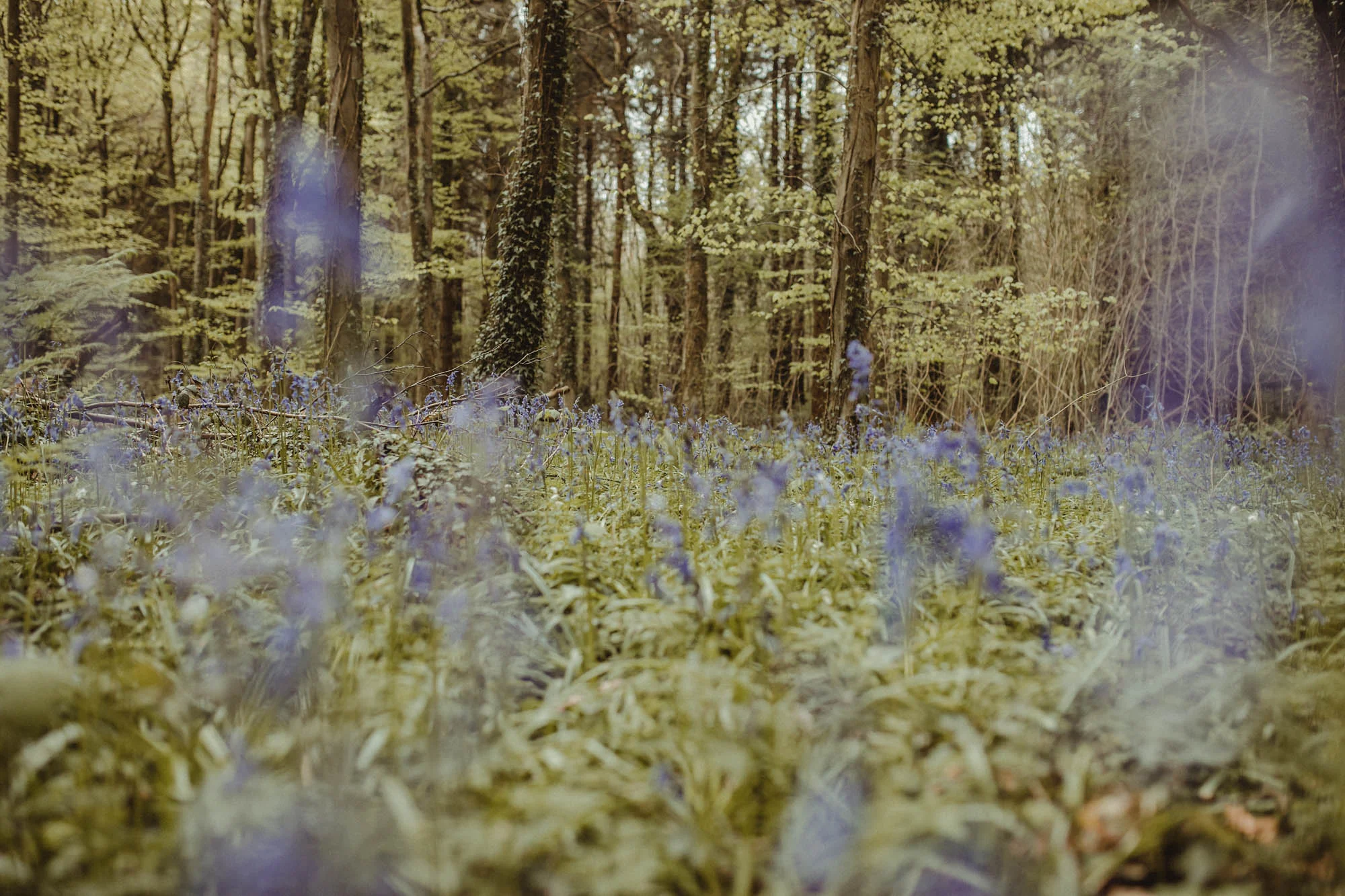 Bluebells_Family_Portrait-28.jpg