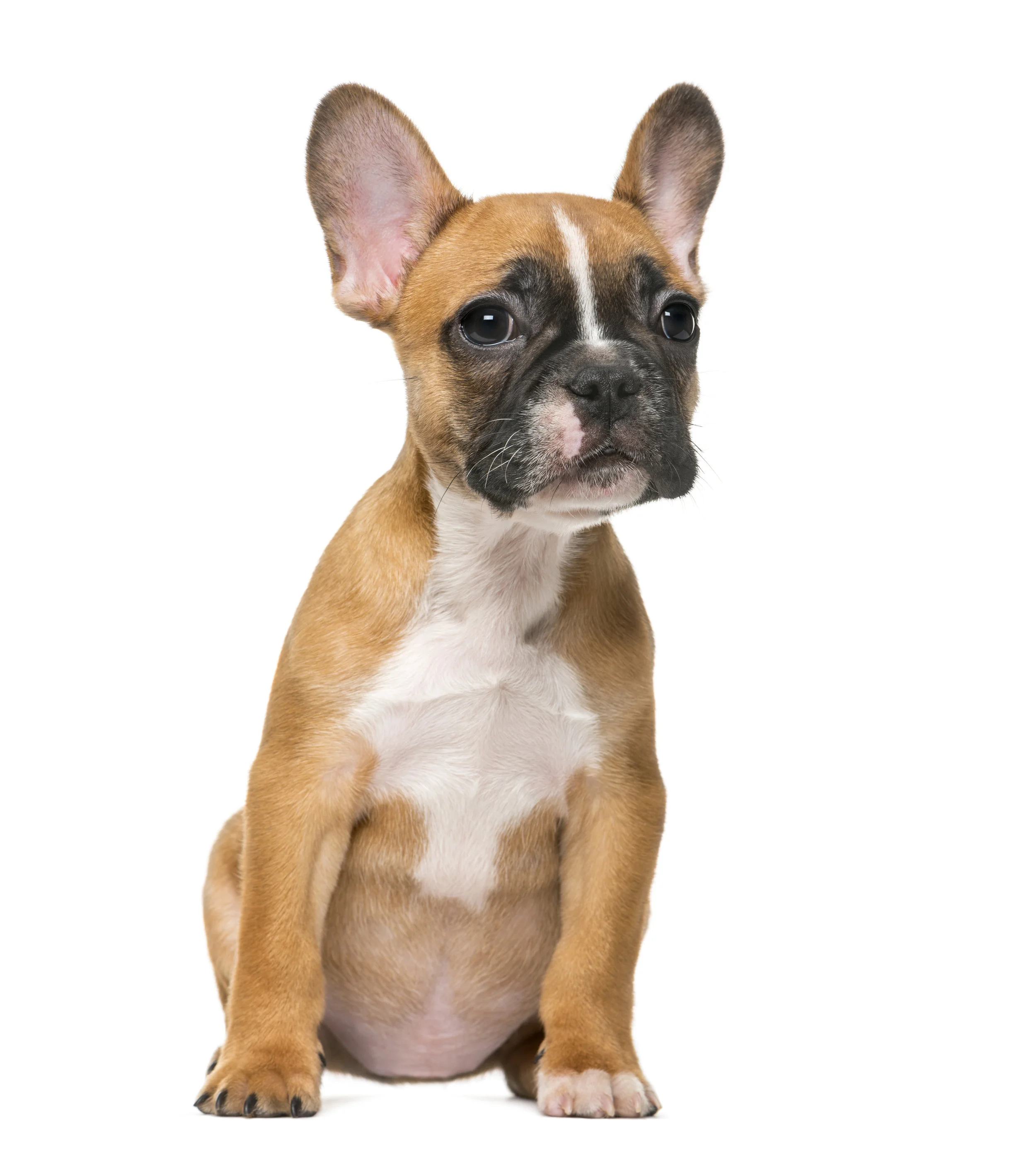 Train your young pup with at the Ruff house!