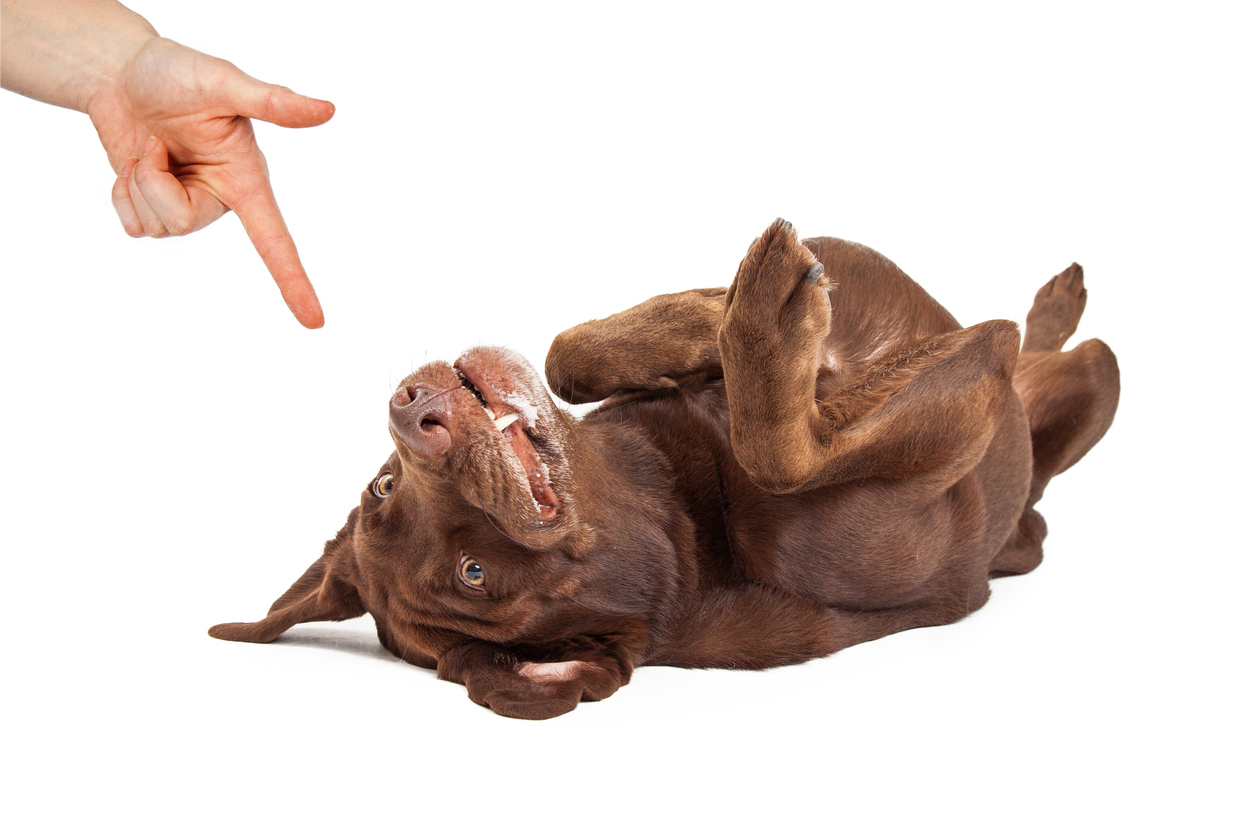 You are on your way to a dream Dog!