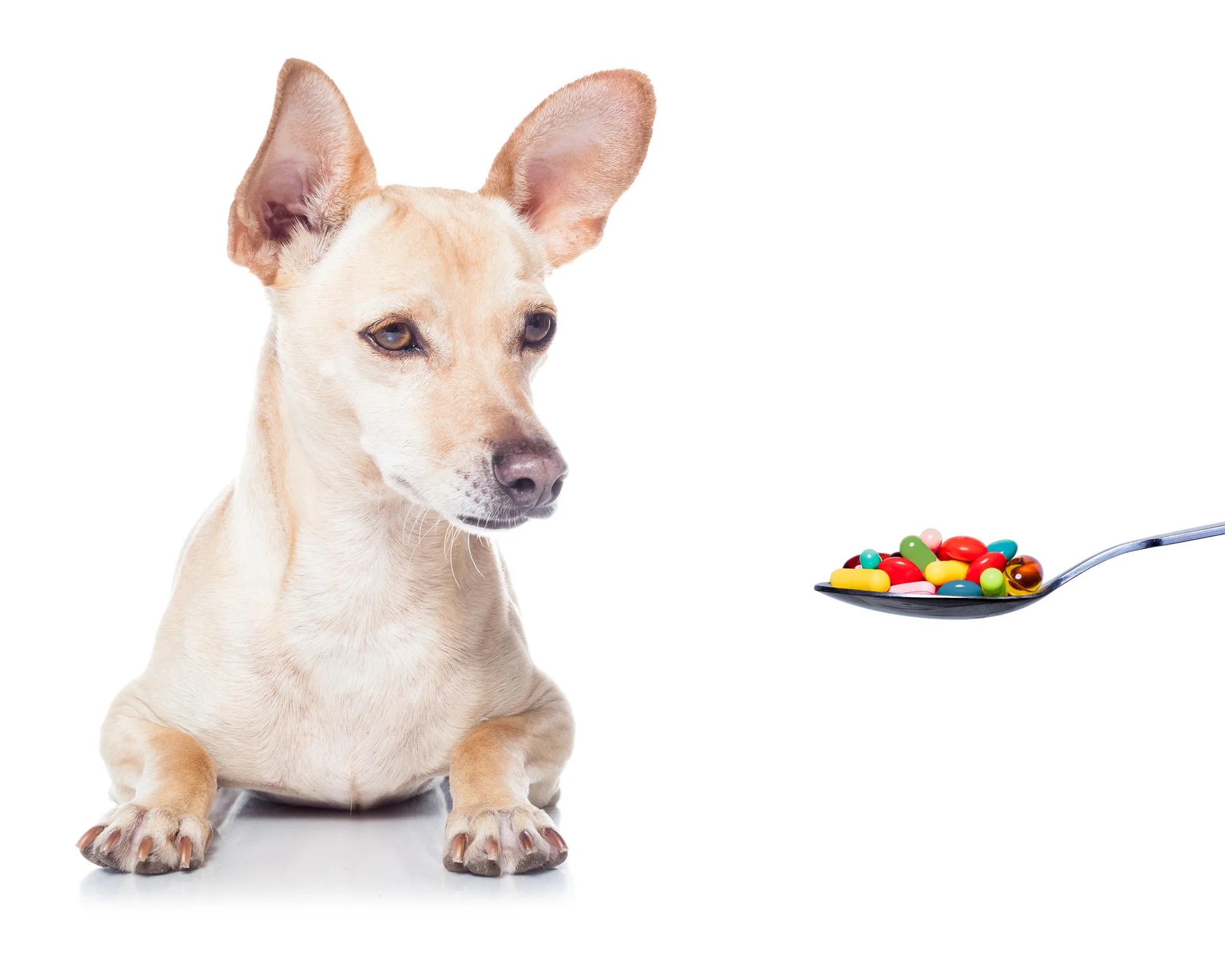 Supplementing your dogs Home cooked Diet is Important