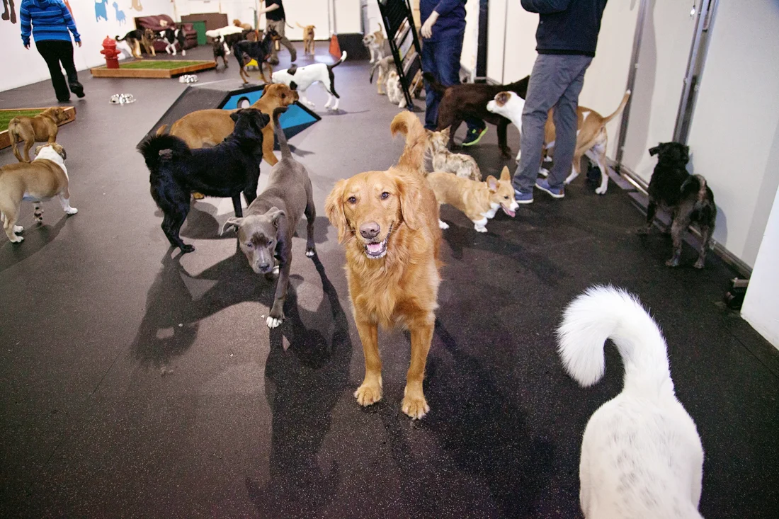 RuffHouse-Dogs-001.jpg