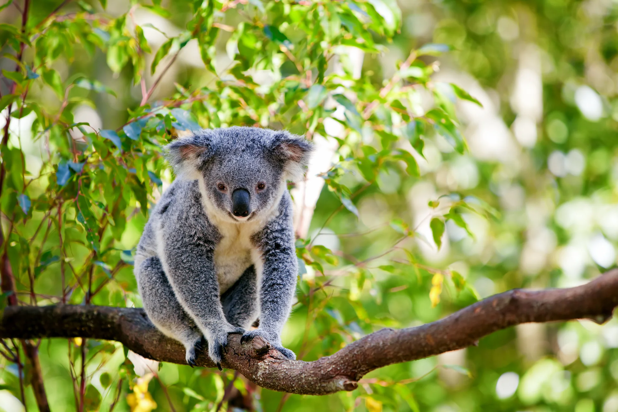 Australia-Travel.jpg
