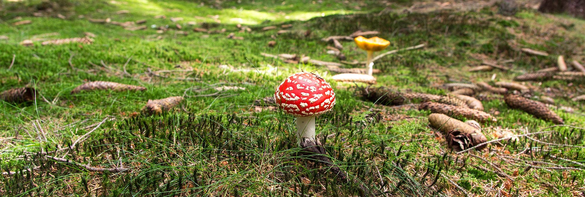 Mushroom Walk