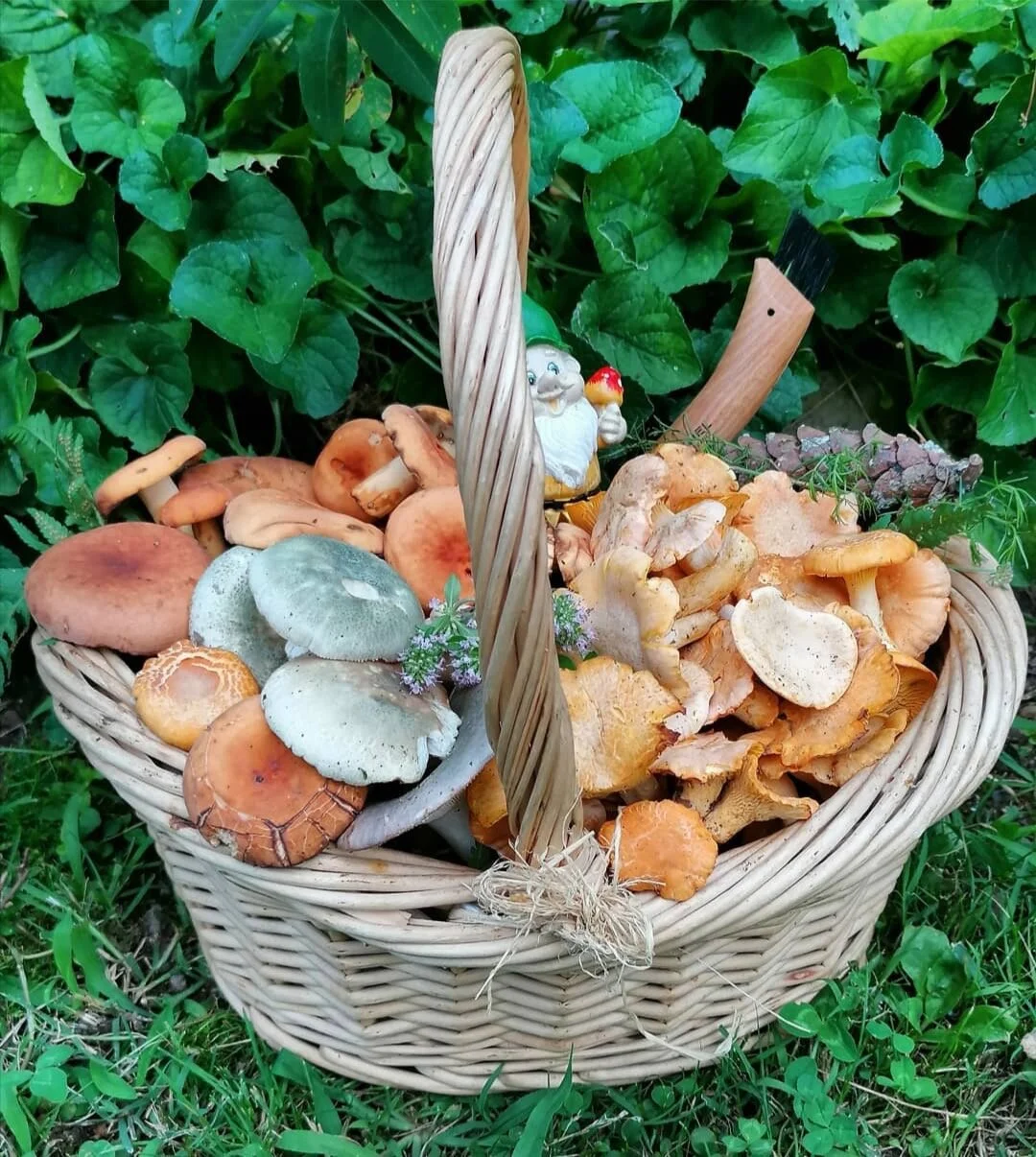 Fall Foraging Workshop with Anthony Blowers