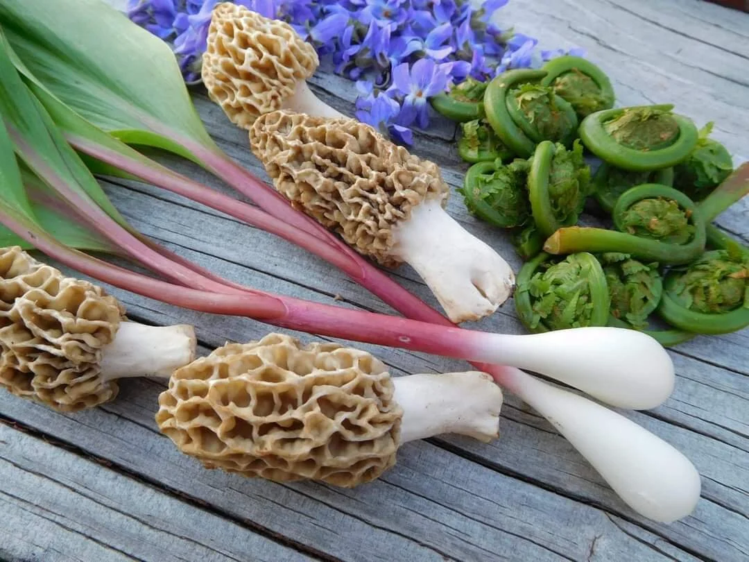 The Morel Mushroom Mystery Tour with Anthony Michael Blowers