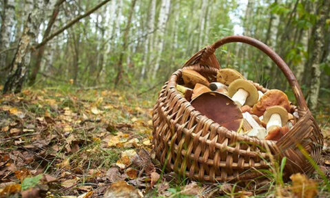 (Sold Out) Fall Foraging Workshop with Anthony Blowers