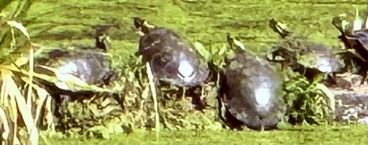 On Our Turtle-Like Return And New, Breezy Retreat/Do Nothing Weekend