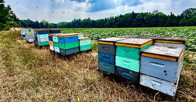 On Our Upcoming Ceremonies and Retreats or Apparent Lack Thereof