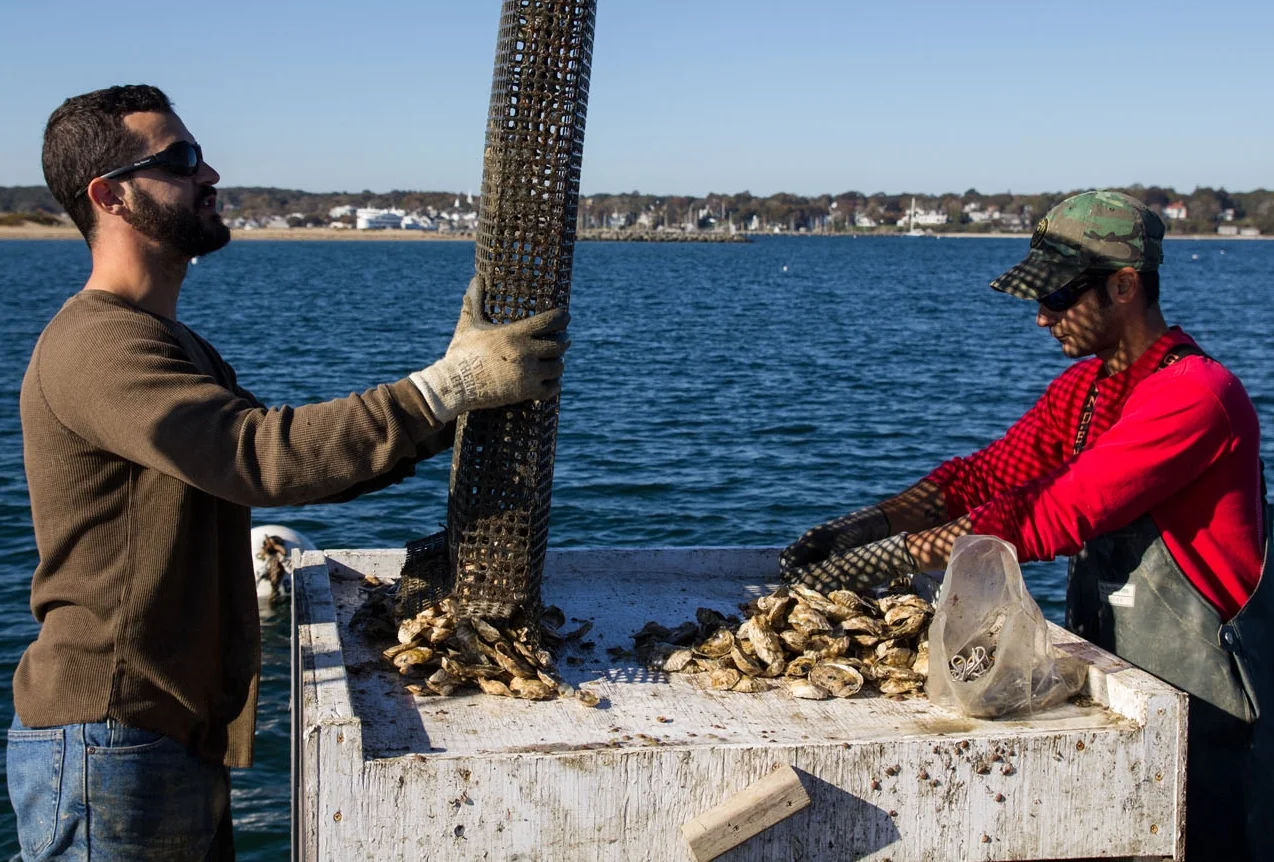 dan_greg-martino-oysters-2.jpg