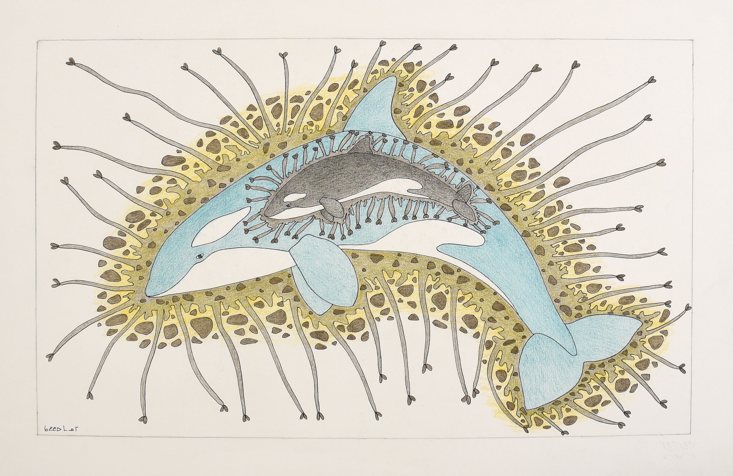 Untitled (2014) graphite, colour pencil and ink on paper