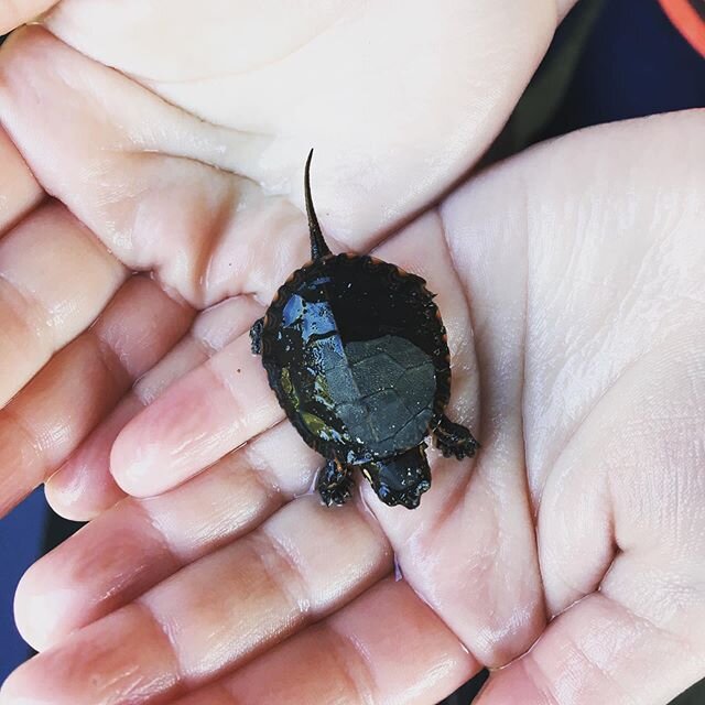 LOOK WHAT WE FOUND!! #bestdayever #babyturtle #childhoodunplugged #ohhappyday #naturekid