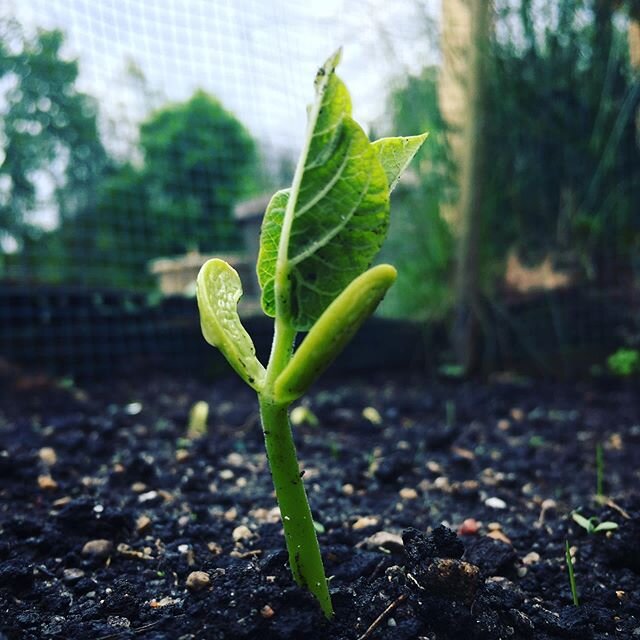 I love watching my garden taking its first breath above the surface.  It&rsquo;s so fun every day to come out after weeks of waiting to see the miraculous progress.  #hope #growtowardsthelight #gardeningmiracles
