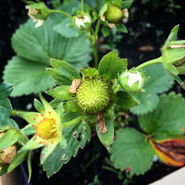 Getting excited over here about strawberries-to-be!  I&rsquo;m always delighted by my garden in May, but I feel extra enthusiastic this year, thanks to all the time I have to sit around looking at it.  #strawberries #gardening #smalljoys