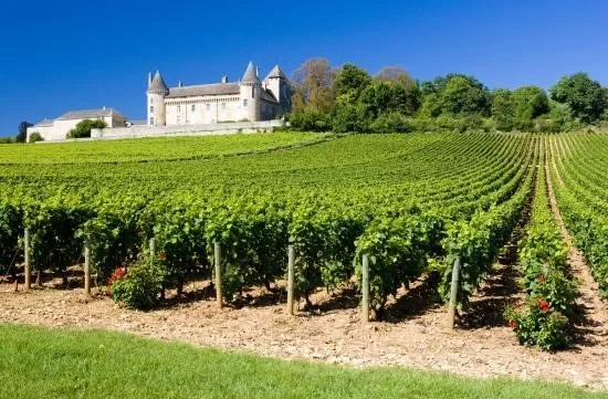 French Countryside Wine Tasting