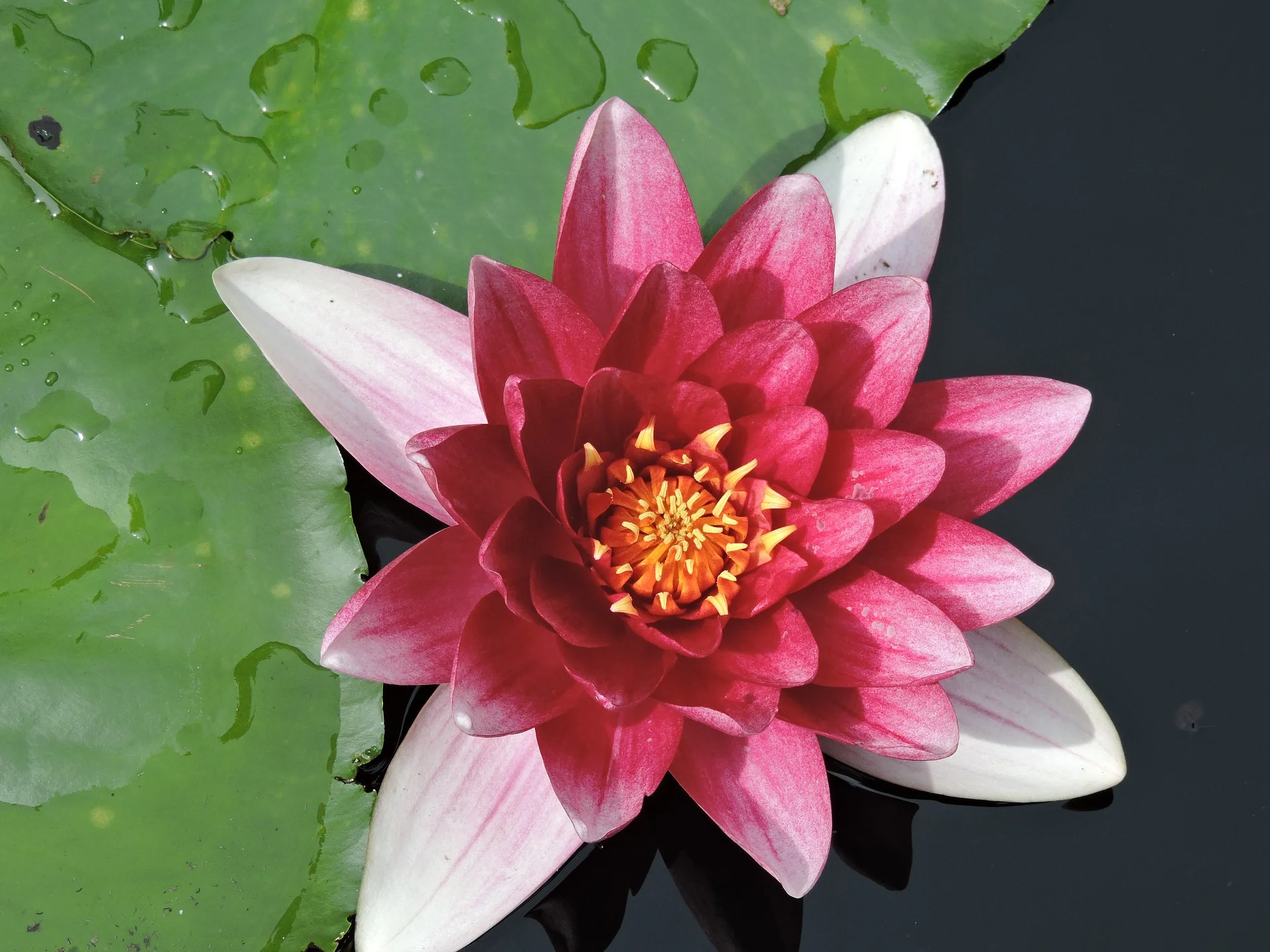 water-lily-1613044_1920.jpg