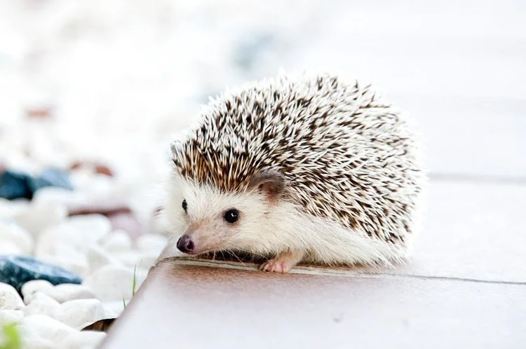 zoo+web+7.jpg