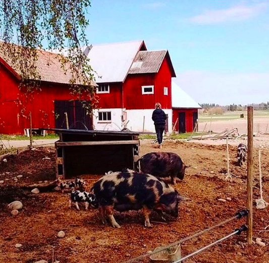 On Kristofer's farm in Sweden