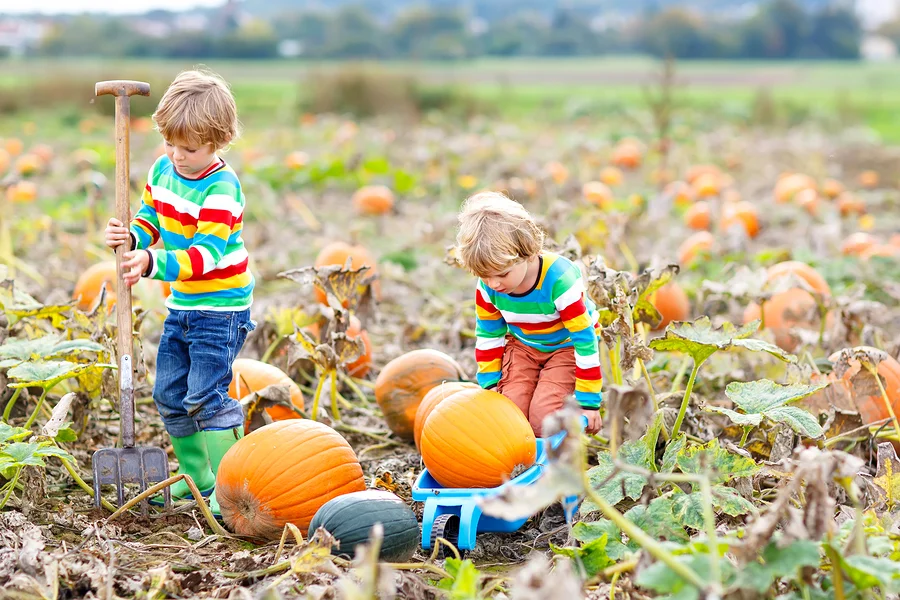 Families living in Houston go to the pumpkin patch.jpg