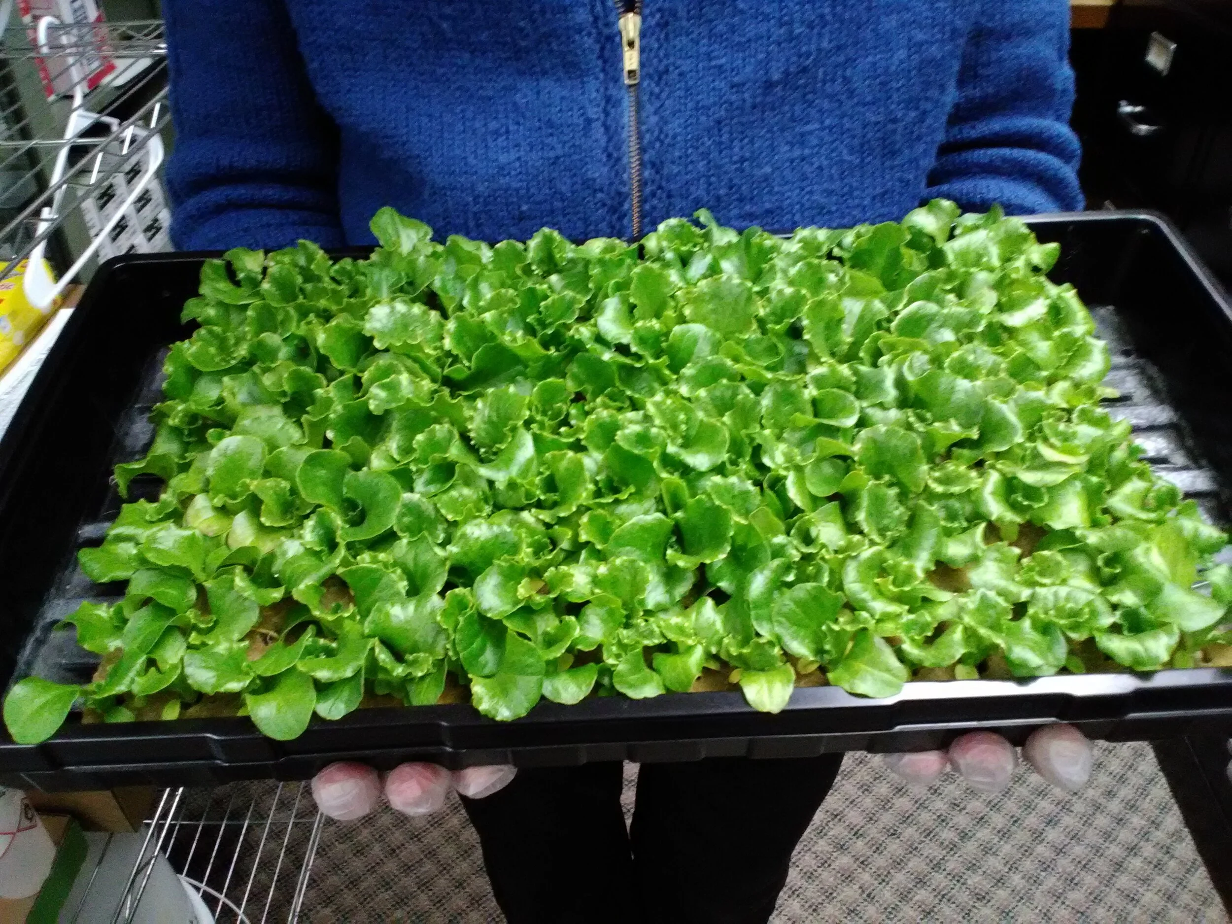 Hydroponics Growing Unit A Big Success At Sweps South Wood County Emerging Pantry Shelf